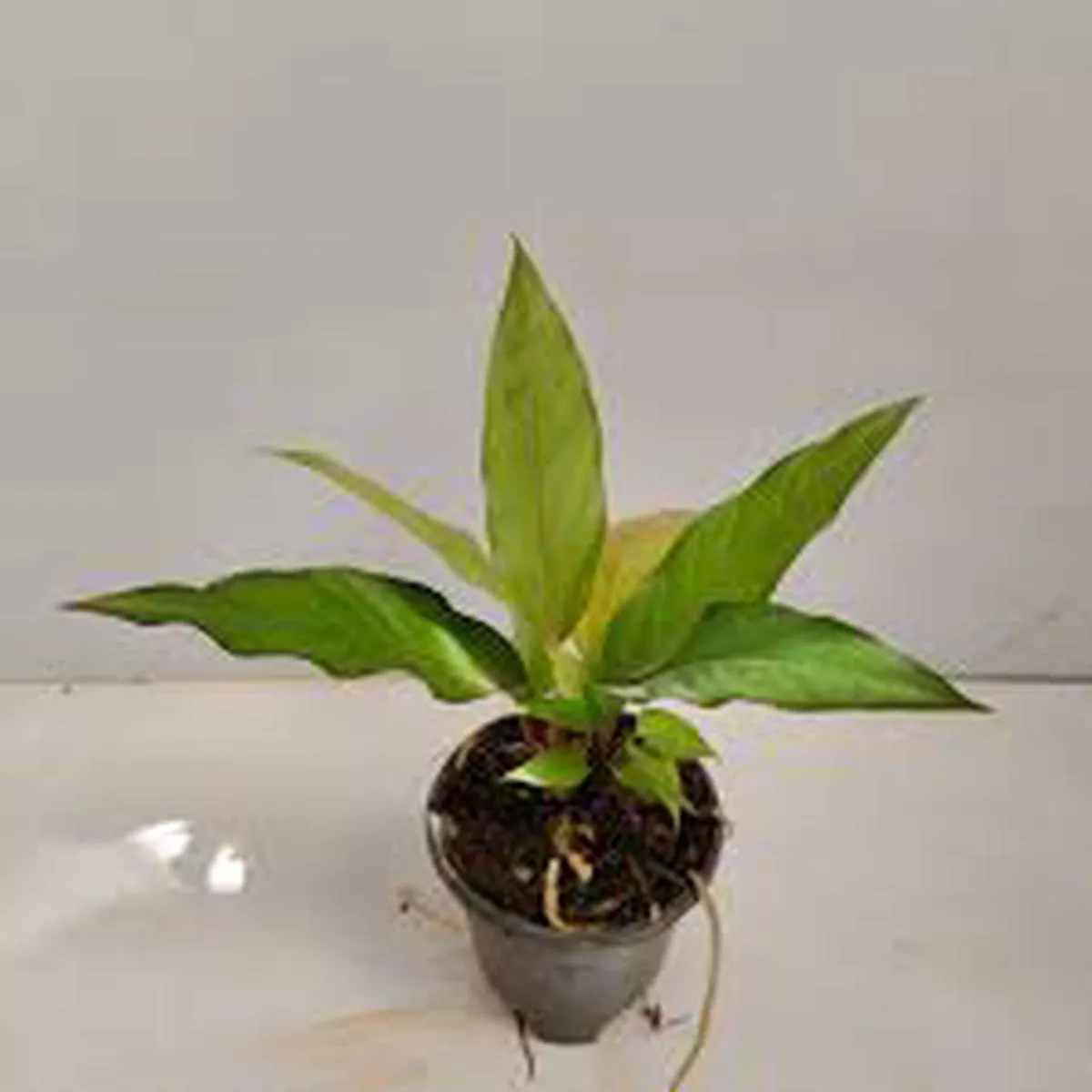 Water Dragon Anthurium – Live Starter Plants – Anthurium Superbum – Bold Compact Houseplant
