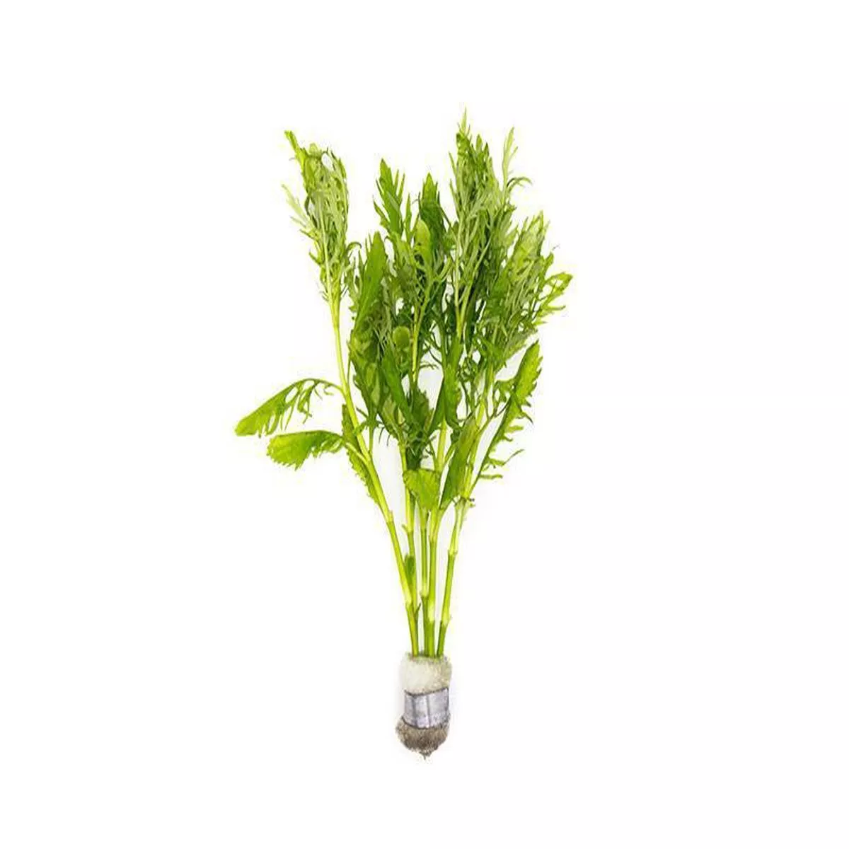 Water Wisteria (Hygrophila difformis)Pot